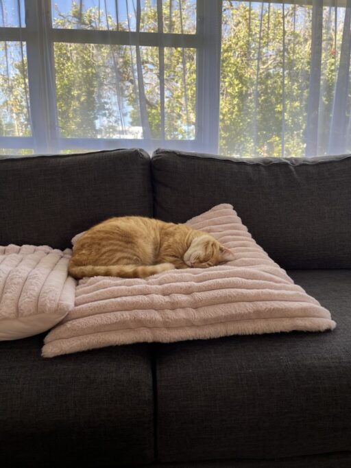 クッションの上で幸せそうに眠る猫