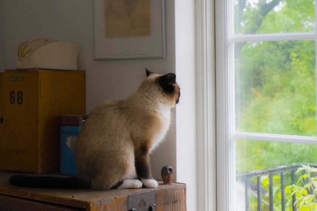 窓から外を見つめる猫