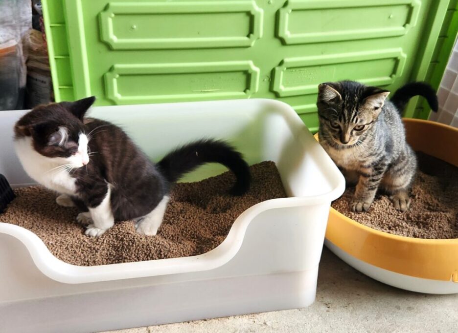 兄弟そろってトイレに入る子猫たち