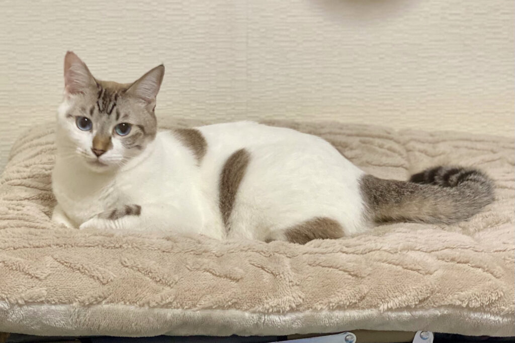 クッションの上でリラックスしてる猫