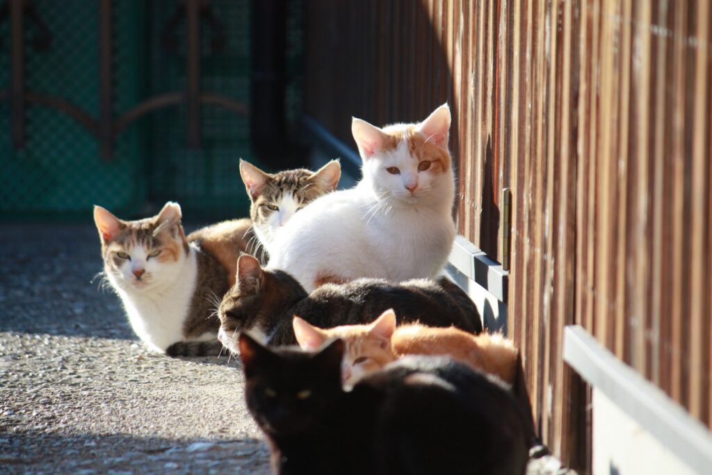 こちらを見つめる猫たち