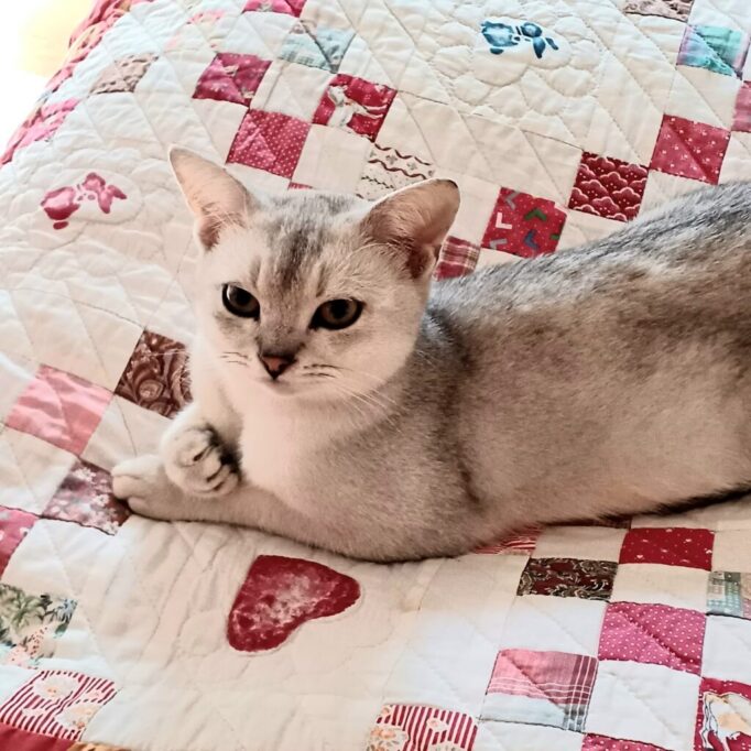 お布団の上でリラックスしてるバーミラ