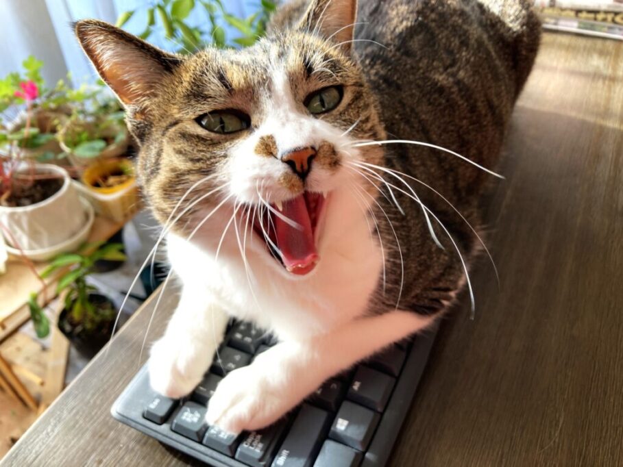 キーボードの上に座ってあくびしてる猫