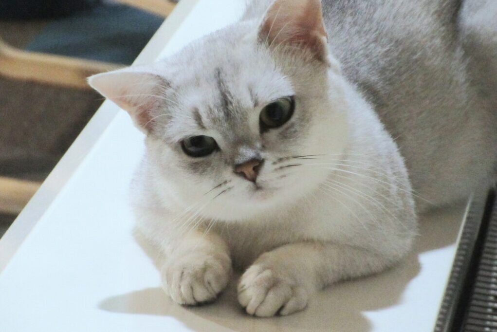 首をかしげるバーミラ