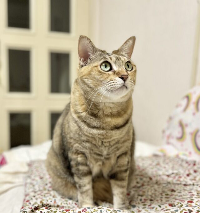 飼い主さんを見つめる猫