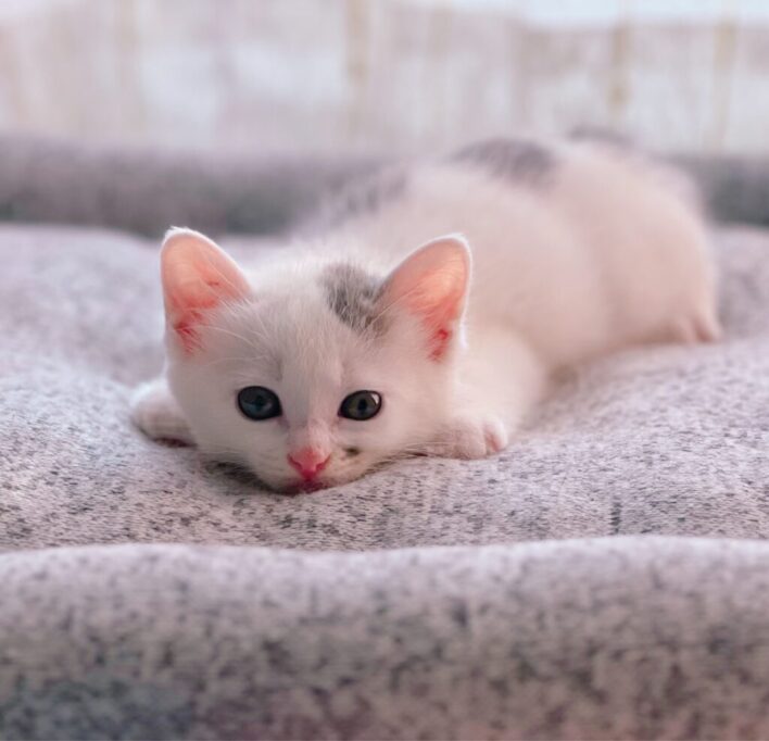 スライムみたいな子猫