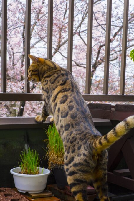 バルコニーから外の桜を眺める猫