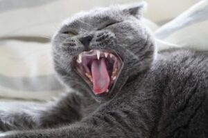 大きいあくびをする猫
