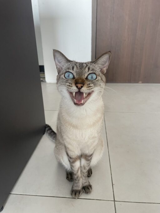 大きくお口を開けてお返事してる猫