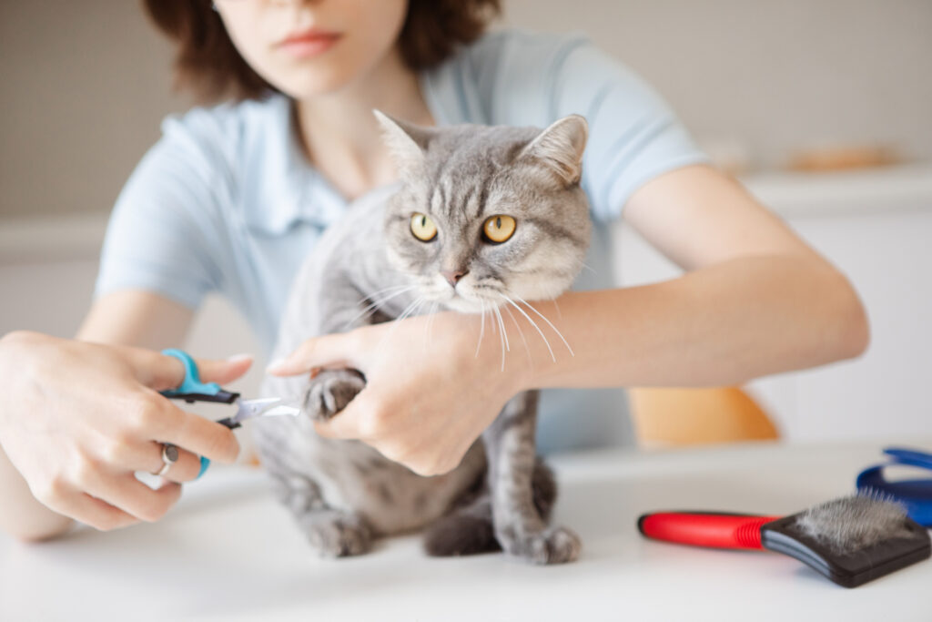 飼い主さんに爪を切ってもらってる猫