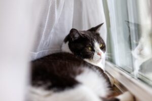 カーテンの裏でリラックスする猫