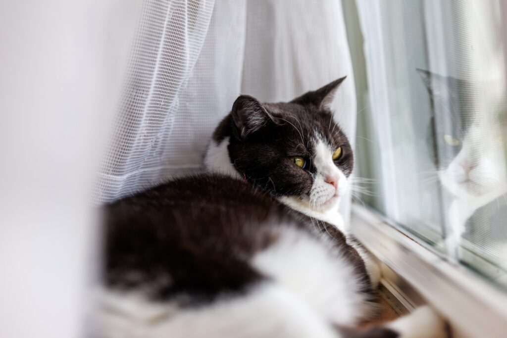 カーテンの裏でリラックスする猫