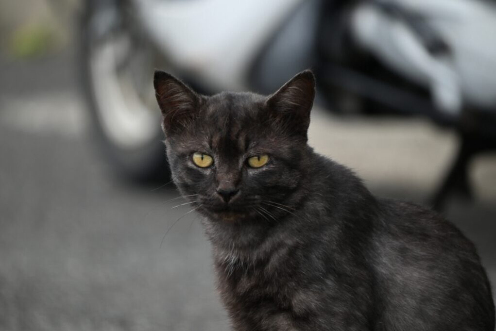 こちらを見つめるゴーストタビーの黒猫