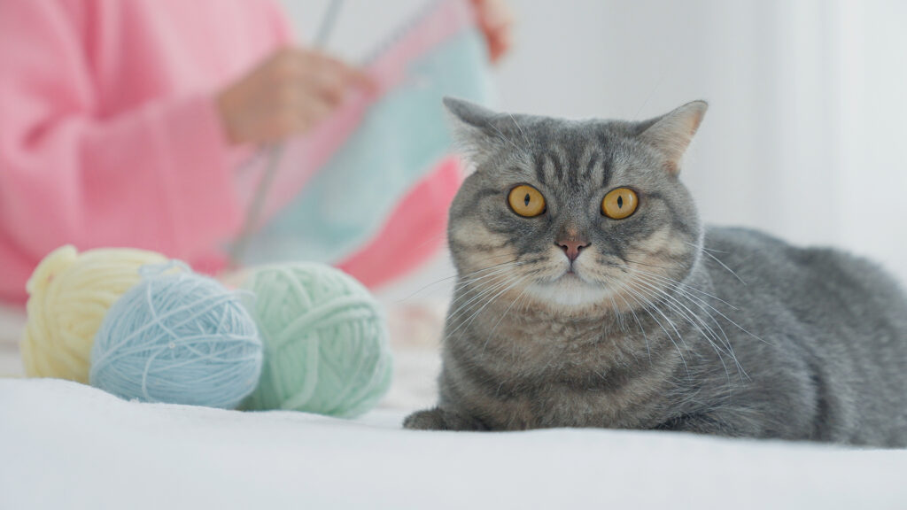 毛糸のそばに居座る猫