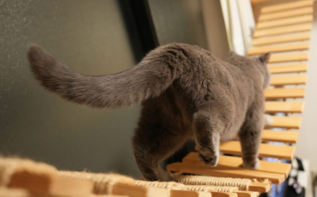 スラっとしたしっぽの猫