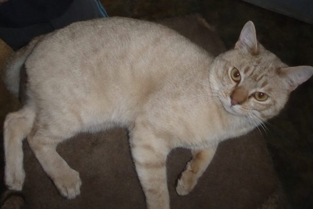 カメラ目線のオーストラリアンミスト