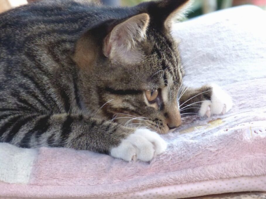 お布団をふみふみする猫