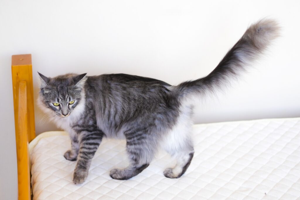 ふっさふっさのしっぽの猫