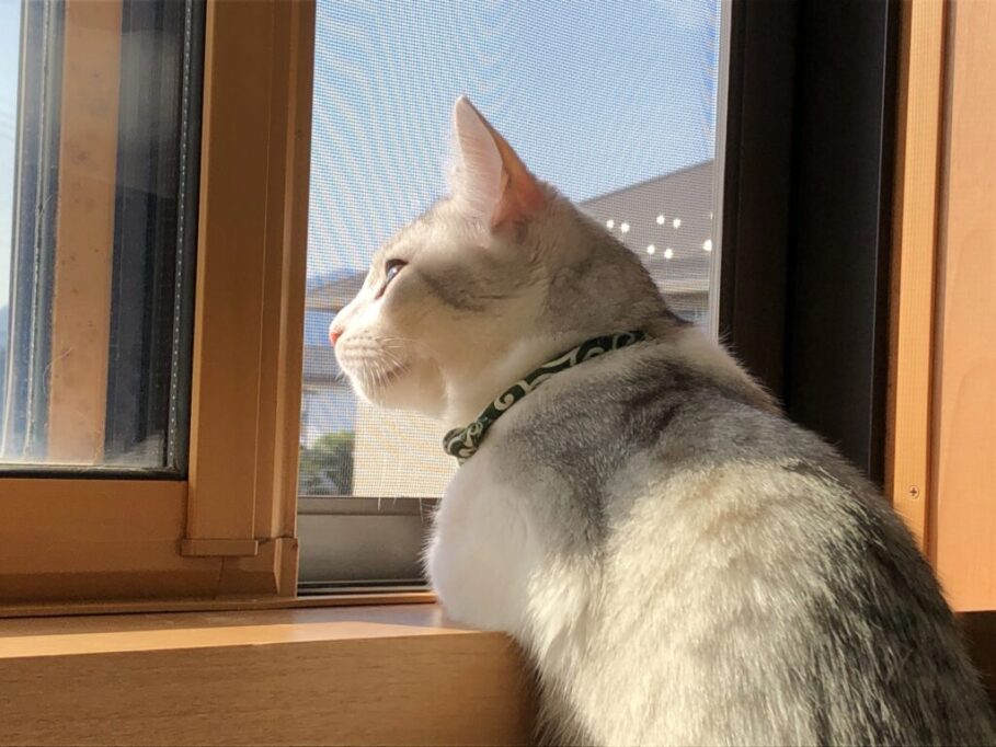 外に関心を持ってる猫