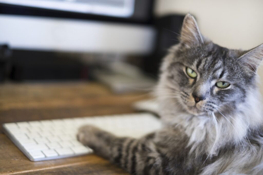 人間みたいにキーボードに手を伸ばす猫