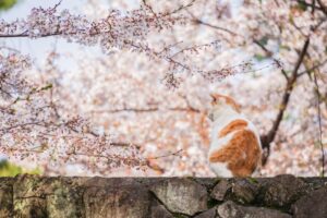 塀の上に上って花見を楽しんでいそうな猫