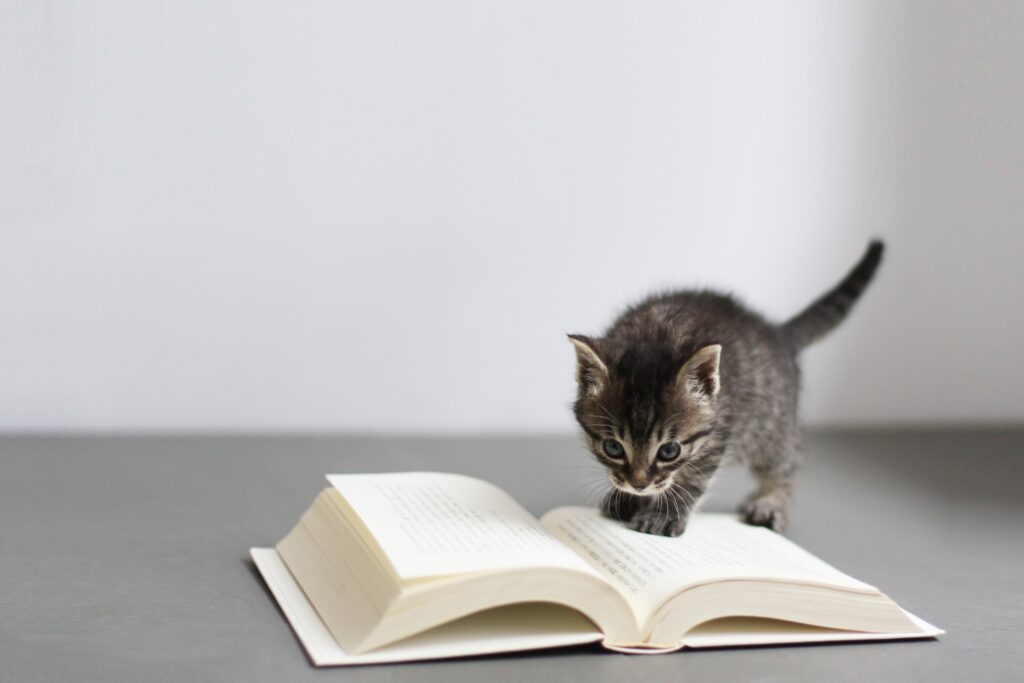 読書してる風な子猫