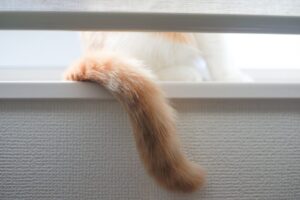 猫のしっぽ