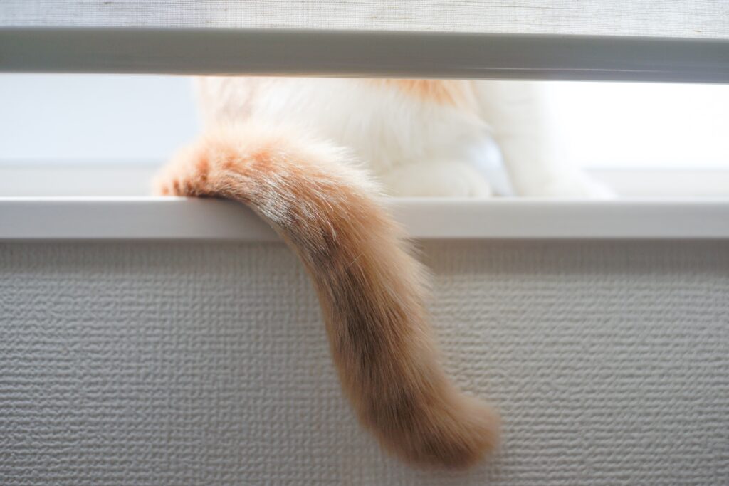 猫のしっぽ