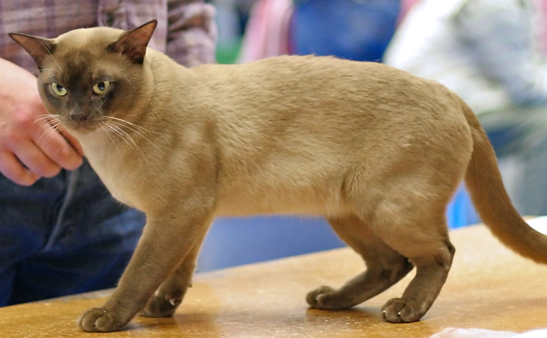 テーブルの上でいい子にしてるバーミーズ