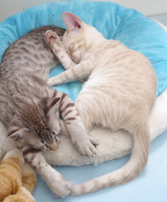 オーストラリアンミストの子猫たち