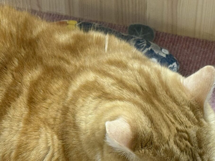 スポ毛が出てるウリ