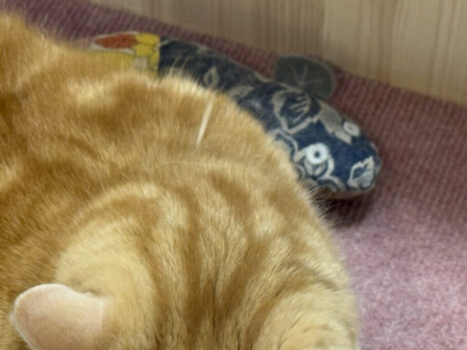 スポ毛が出てるウリ