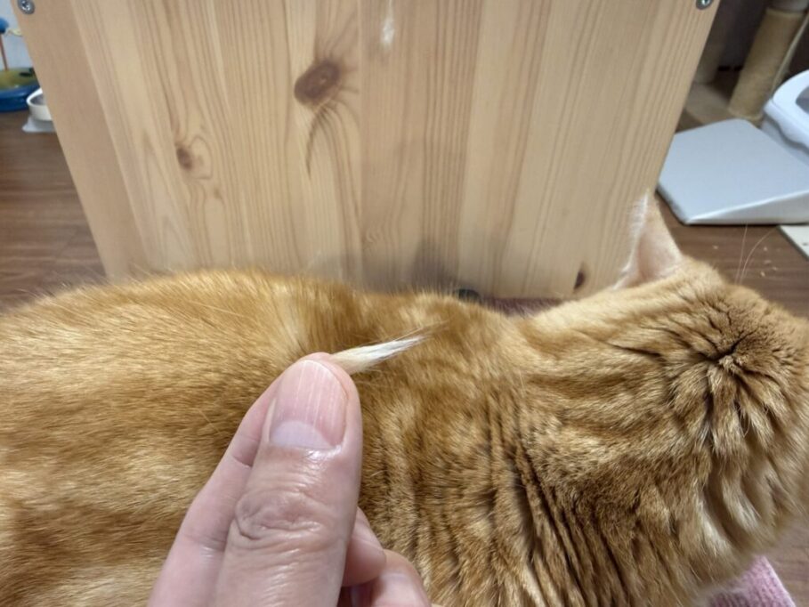 ウリのスポ毛を抜いた状態