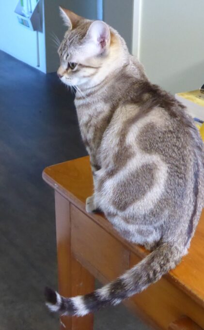 きれいなマーブル模様のオーストラリアンミスト