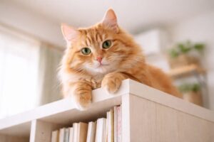 本棚の上からこちらを見つめる猫
