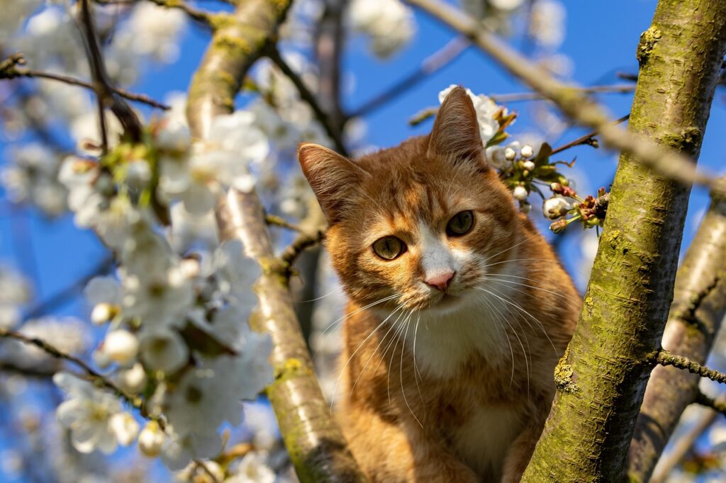 桜の木に登ってる猫
