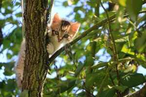 木に登ってこちらを見つめる子猫