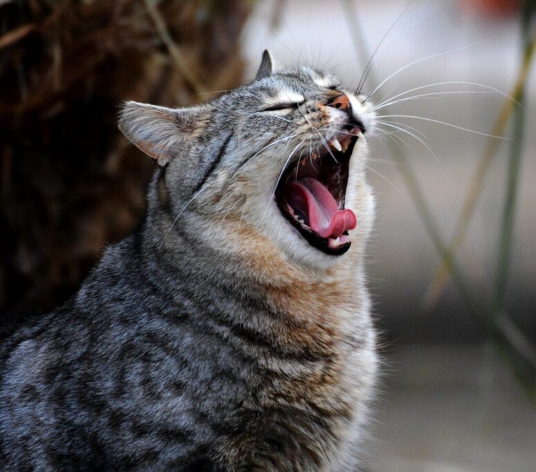 大きいあくびをしてる猫