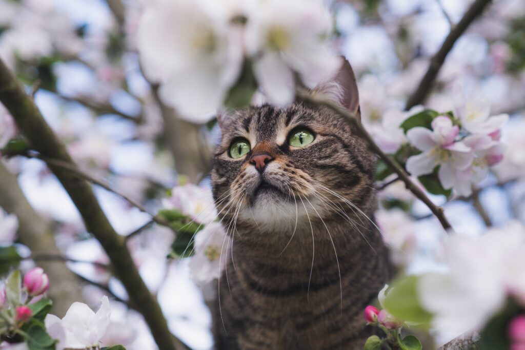 桜の花を見ている猫