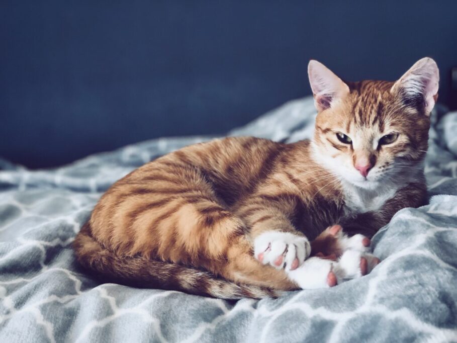 お布団の上でまどろむ猫