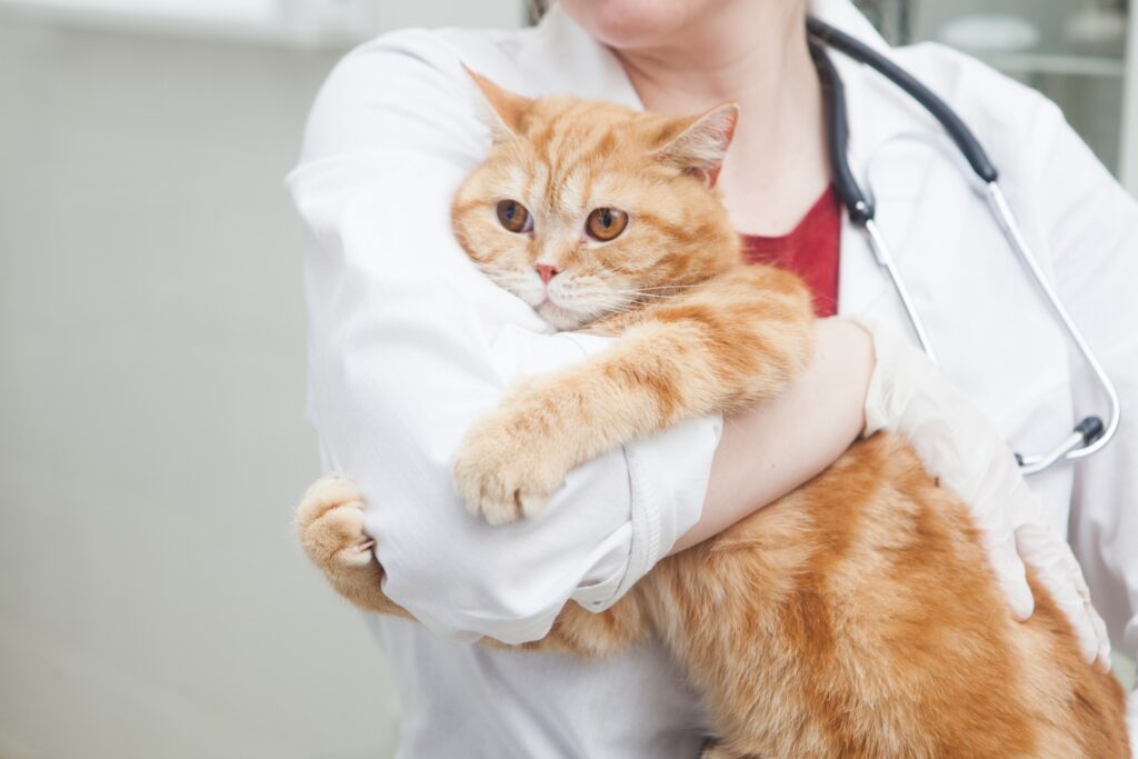獣医さんの腕にしがみつく猫
