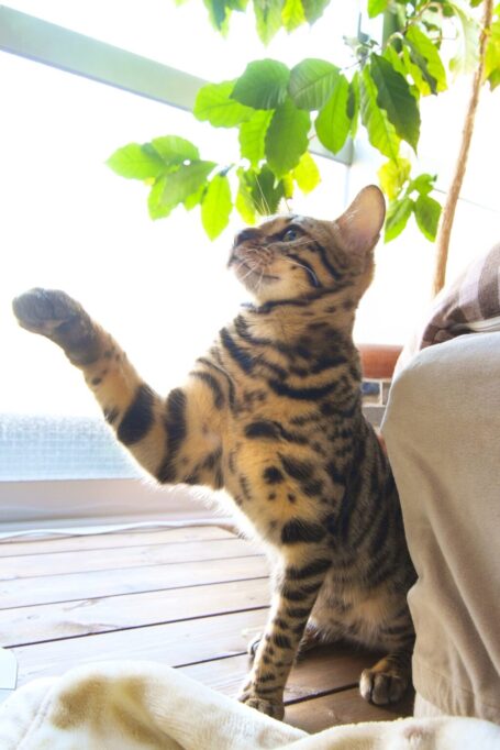 観葉植物をちょいちょいしてる猫
