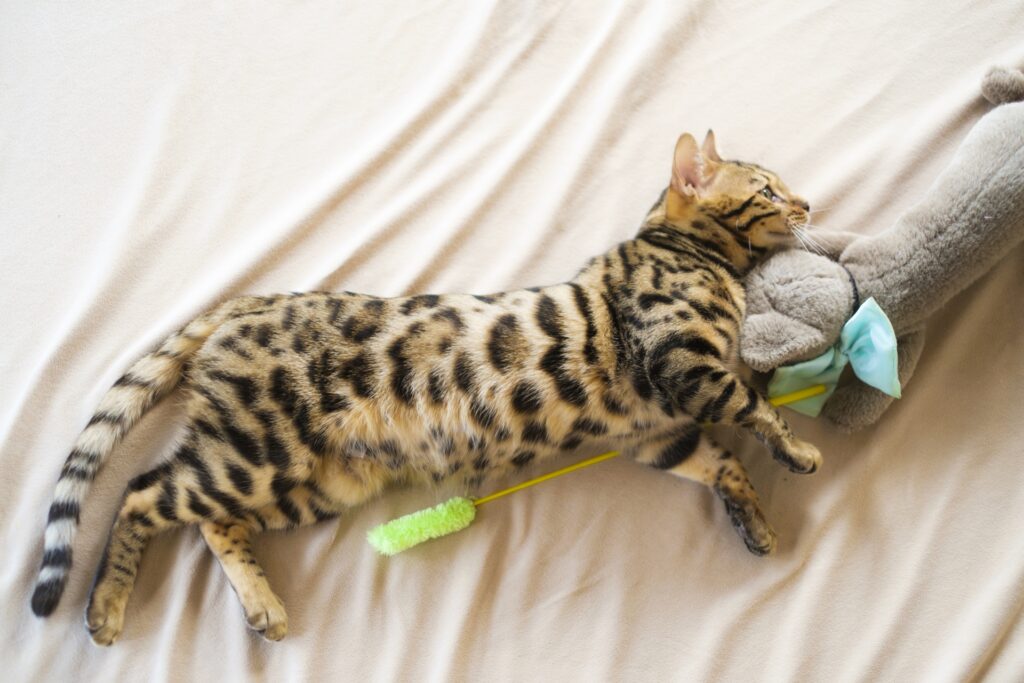 おもちゃをかかえて横になってるベンガル