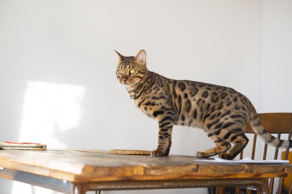 机の上に上がるベンガル