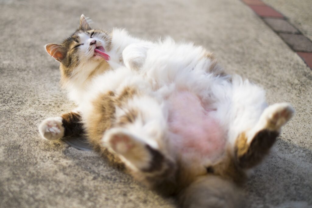 へそ天してる、おなかを剃られてる猫