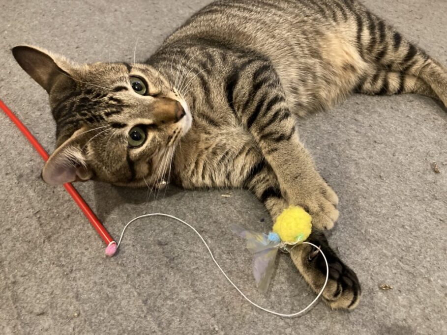 おもちゃで遊んでもらってる猫