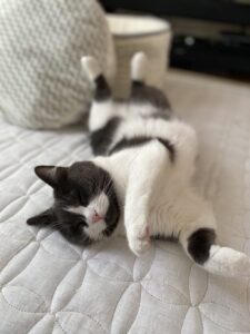 ねじれへそ天してる猫