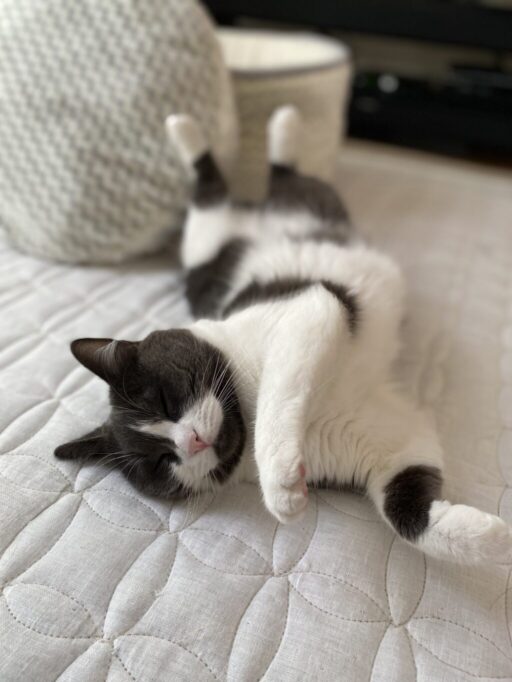 ねじれへそ天してる猫