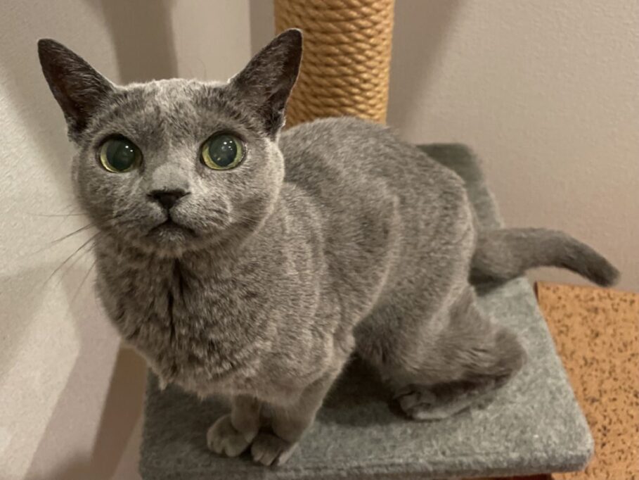 おめめまんまるのロシアンブルー