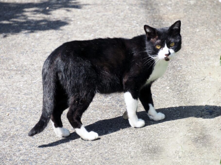 こちらを振り向く、靴下をはいてるような猫
